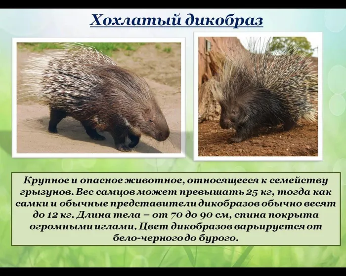 Хохлатый дикобраз
Крупное и опасное животное, относящееся к семейству грызунов. Вес самцов может превышать 25 кг, тогда как самки и обычные представители дикобразов обычно весят до 12 кг. Длина тела – от 70 до 90 см, спина покрыта огромными иглами. Цвет дикобразов варьируется от бело-черного до бурого.