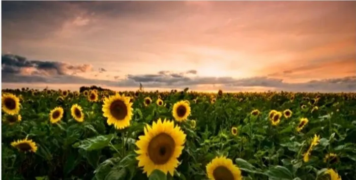 Безымянный